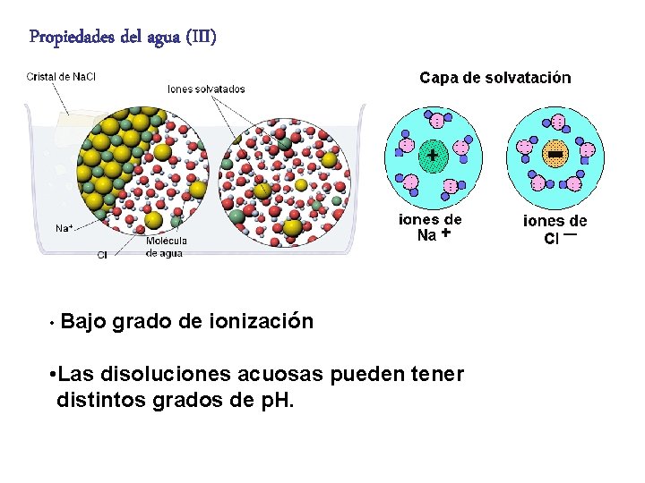 Propiedades del agua (III) • Bajo grado de ionización • Las disoluciones acuosas pueden