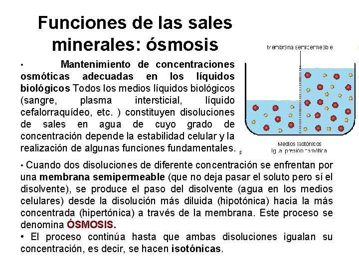 Funciones de las sales minerales: ósmosis Mantenimiento de concentraciones osmóticas adecuadas en los líquidos Funciones de las sales minerales: ósmosis Mantenimiento de concentraciones osmóticas adecuadas en los líquidos