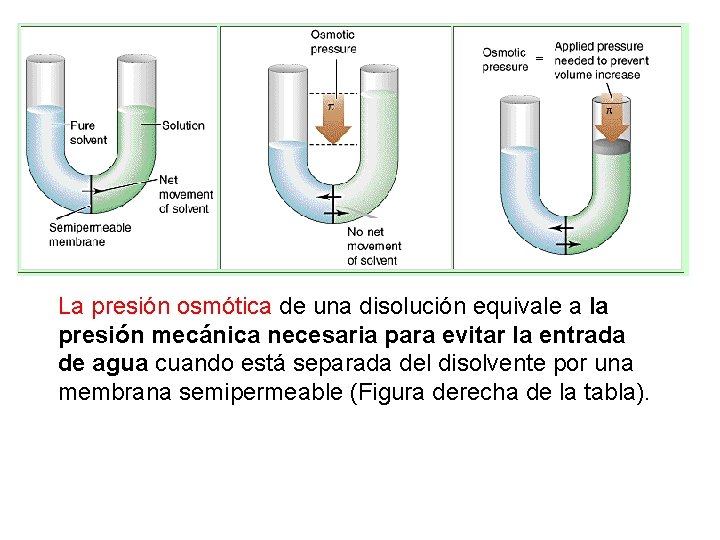 La presión osmótica de una disolución equivale a la presión mecánica necesaria para evitar