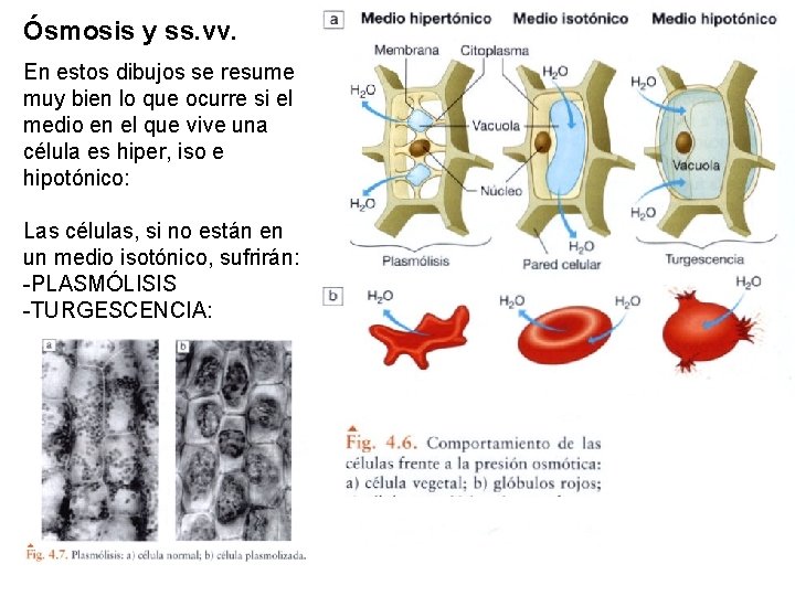 Ósmosis y ss. vv. En estos dibujos se resume muy bien lo que ocurre