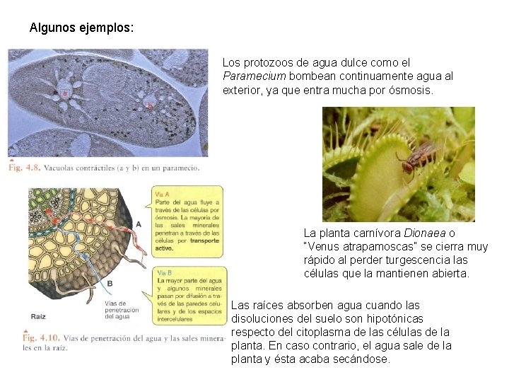 Algunos ejemplos: Los protozoos de agua dulce como el Paramecium bombean continuamente agua al Algunos ejemplos: Los protozoos de agua dulce como el Paramecium bombean continuamente agua al
