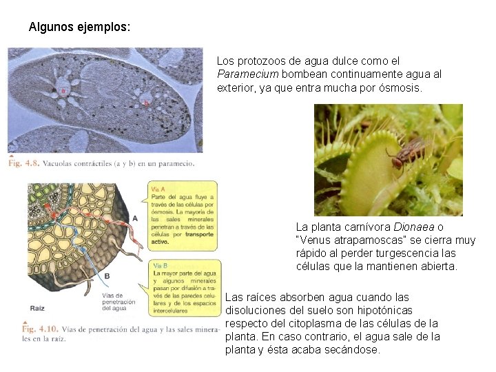 Algunos ejemplos: Los protozoos de agua dulce como el Paramecium bombean continuamente agua al