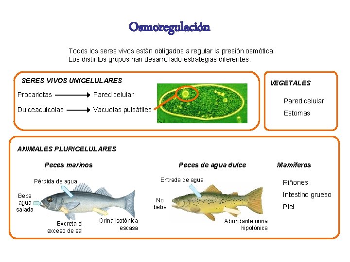 Osmoregulación Todos los seres vivos están obligados a regular la presión osmótica. Los distintos