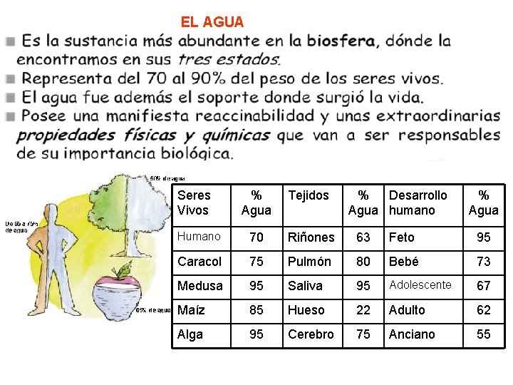 EL AGUA Seres Vivos % Agua Tejidos % Desarrollo Agua humano % Agua Humano