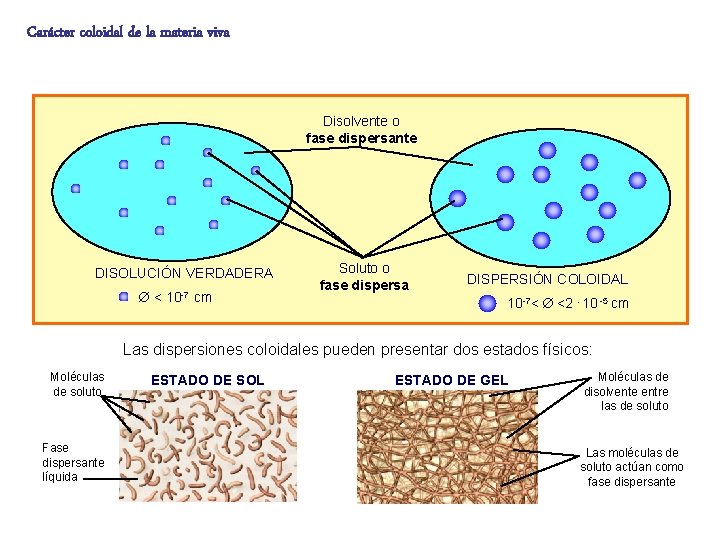 Carácter coloidal de la materia viva Disolvente o fase dispersante DISOLUCIÓN VERDADERA < 10