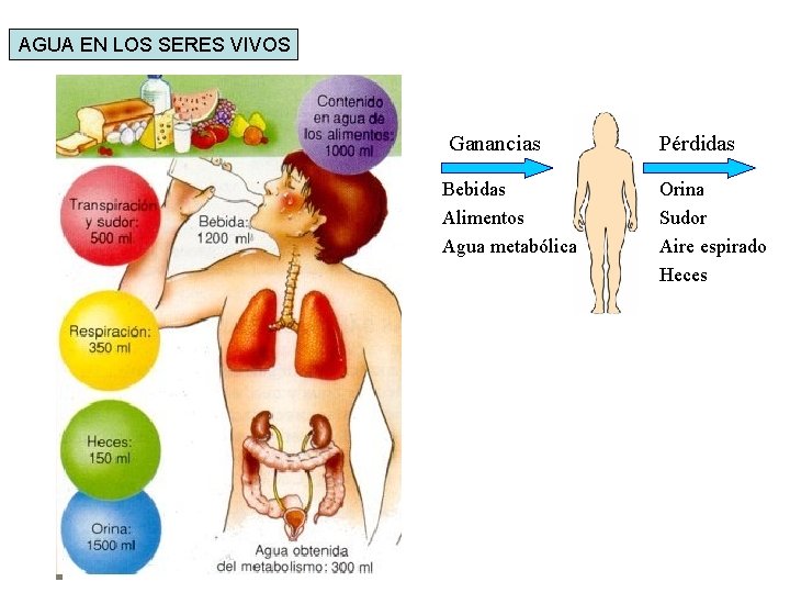 AGUA EN LOS SERES VIVOS Ganancias Bebidas Alimentos Agua metabólica Pérdidas Orina Sudor Aire