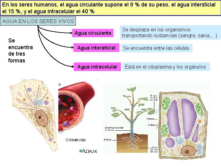 En los seres humanos, el agua circulante supone el 8 % de su peso,