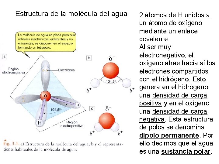 Estructura de la molécula del agua 2 átomos de H unidos a un átomo