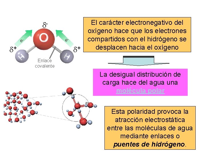  e- e- + + El carácter electronegativo del oxígeno hace que los electrones