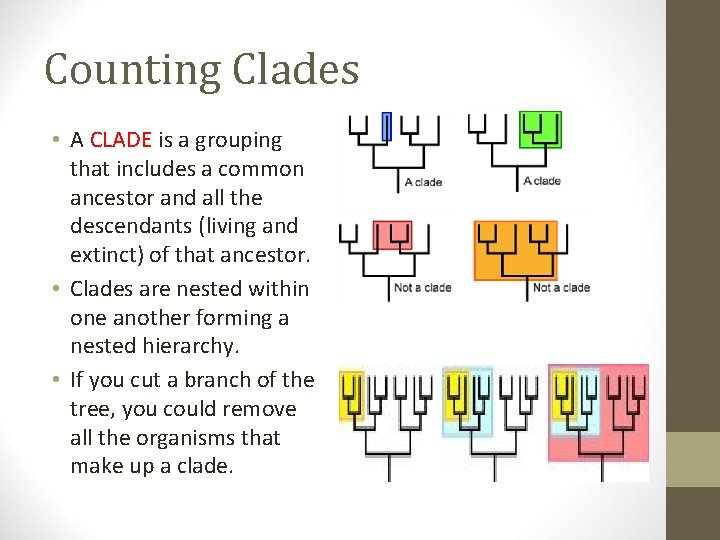 Counting Clades • A CLADE is a grouping that includes a common ancestor and