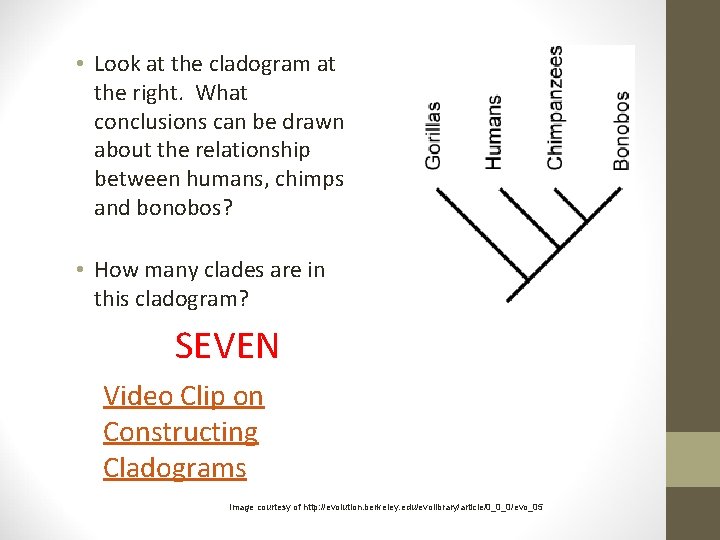  • Look at the cladogram at the right. What conclusions can be drawn