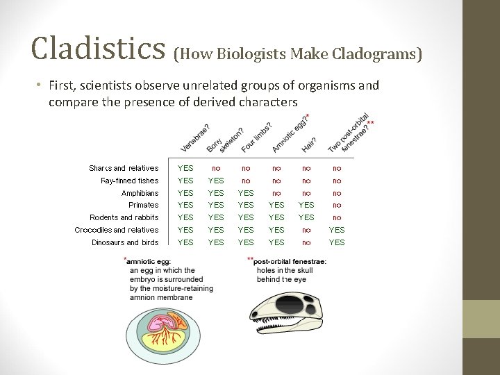 Cladistics (How Biologists Make Cladograms) • First, scientists observe unrelated groups of organisms and