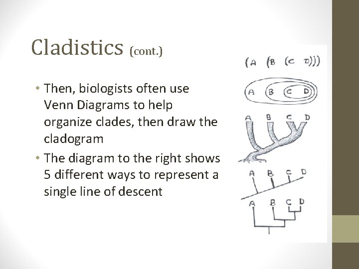 Cladistics (cont. ) • Then, biologists often use Venn Diagrams to help organize clades,