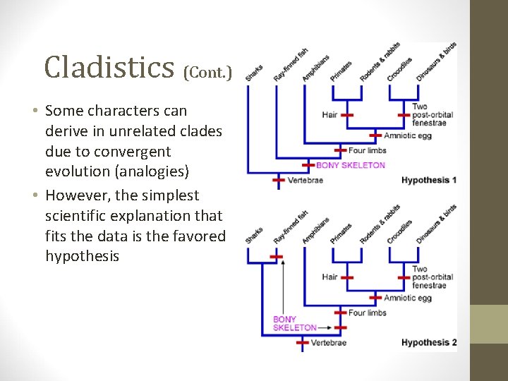 Cladistics (Cont. ) • Some characters can derive in unrelated clades due to convergent