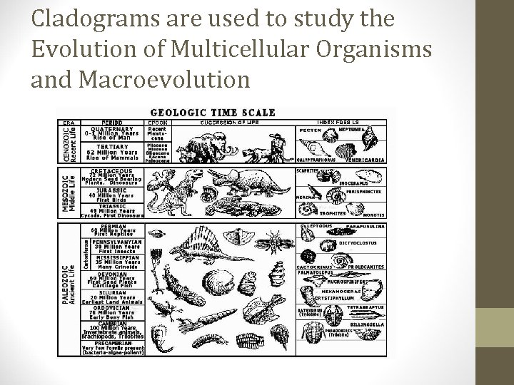 Cladograms are used to study the Evolution of Multicellular Organisms and Macroevolution 