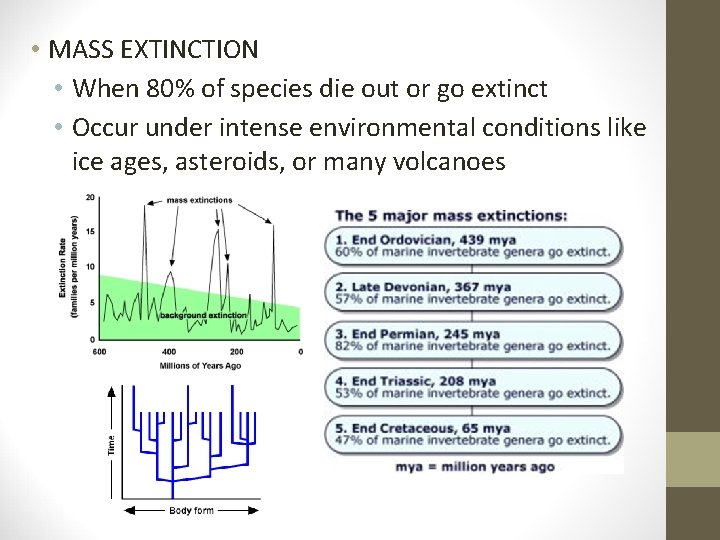  • MASS EXTINCTION • When 80% of species die out or go extinct