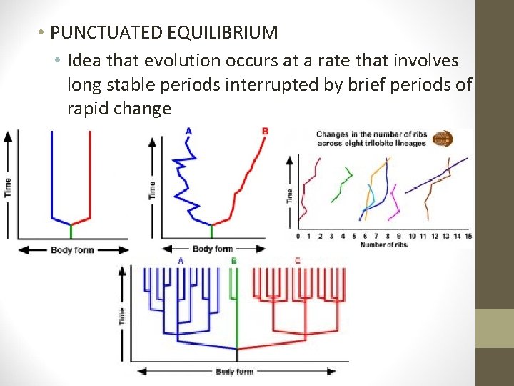  • PUNCTUATED EQUILIBRIUM • Idea that evolution occurs at a rate that involves