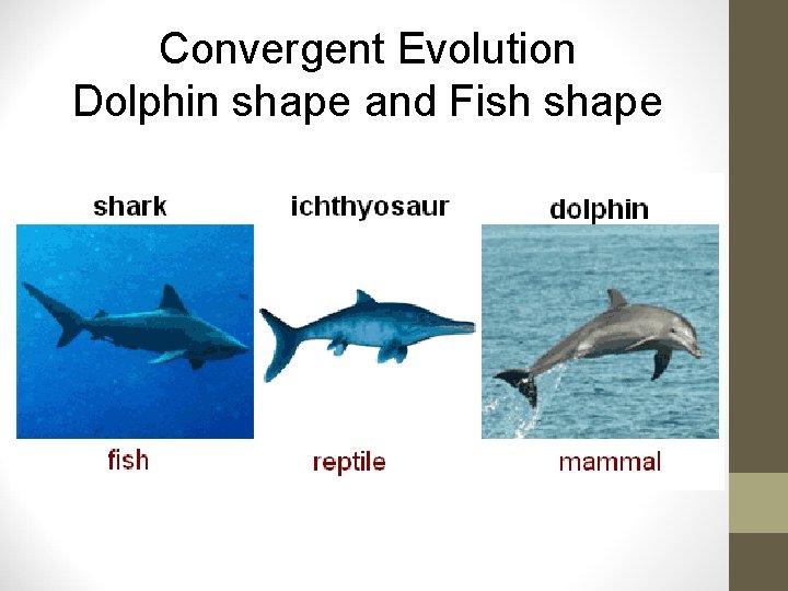 Convergent Evolution Dolphin shape and Fish shape 