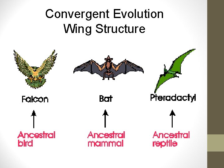 Convergent Evolution Wing Structure 