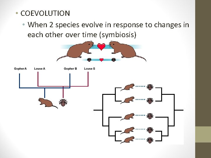  • COEVOLUTION • When 2 species evolve in response to changes in each