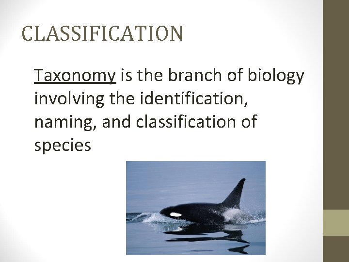 CLASSIFICATION Taxonomy is the branch of biology involving the identification, naming, and classification of