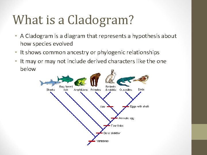 What is a Cladogram? • A Cladogram is a diagram that represents a hypothesis