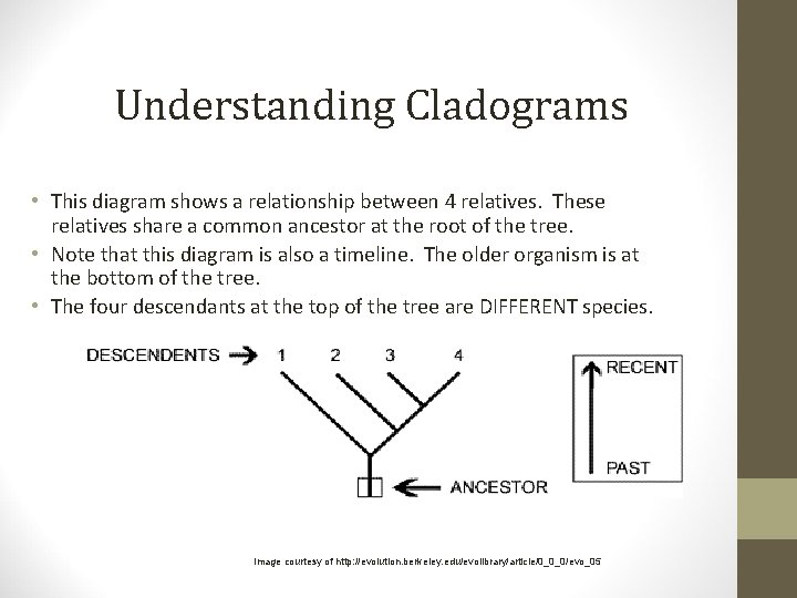 Understanding Cladograms • This diagram shows a relationship between 4 relatives. These relatives share