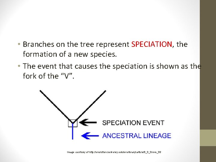  • Branches on the tree represent SPECIATION, the formation of a new species.