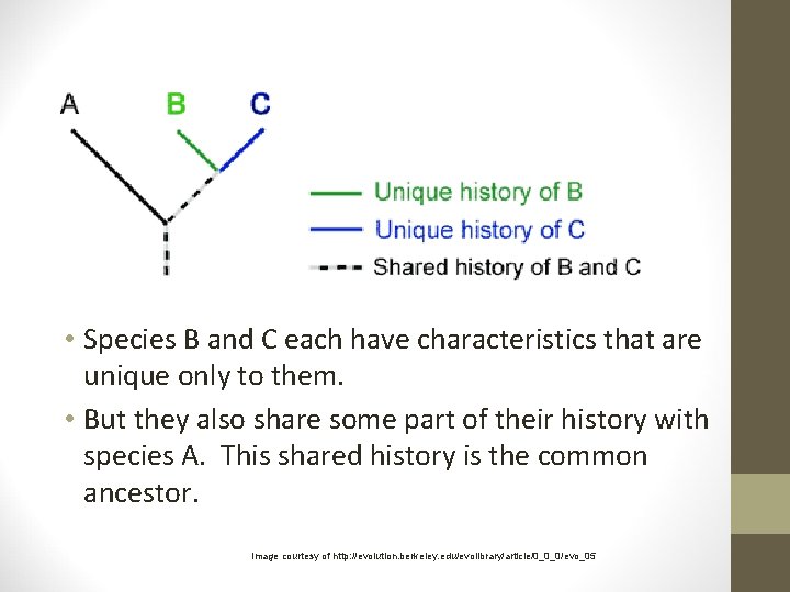  • Species B and C each have characteristics that are unique only to