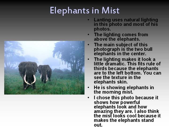 Elephants in Mist • Lanting uses natural lighting in this photo and most of