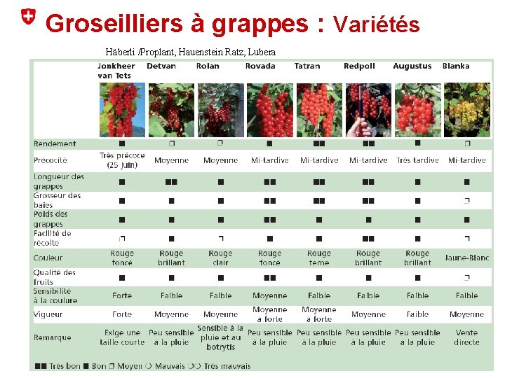 Groseilliers à grappes : Variétés Häberli /Proplant, Hauenstein Ratz, Lubera 