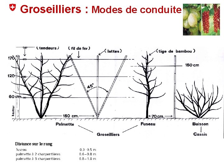 Groseilliers : Modes de conduite Un sujet = Une diapositive Distance sur le rang