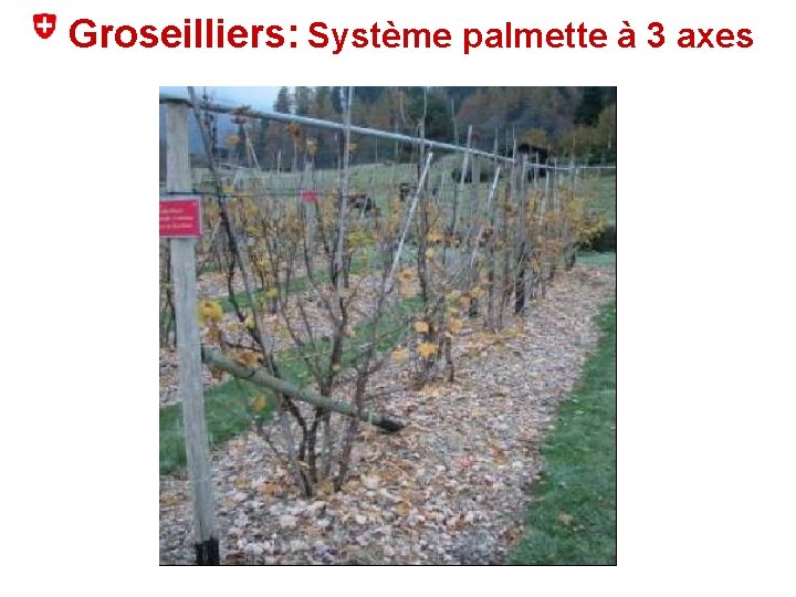 Groseilliers: Système palmette à 3 axes 