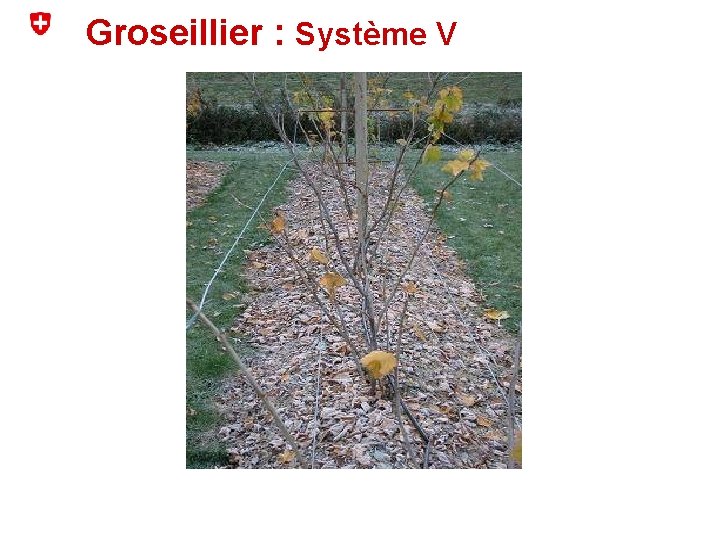 Groseillier : Système V 