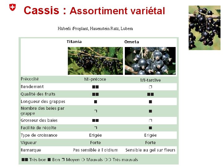 Cassis : Assortiment variétal Häberli /Proplant, Hauenstein Ratz, Lubera 