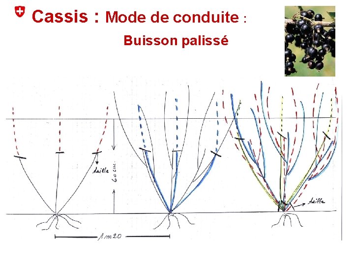Cassis : Mode de conduite : Buisson palissé 