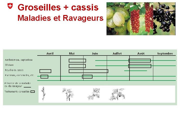 Groseilles + cassis Maladies et Ravageurs 