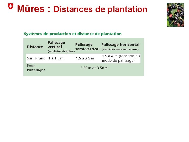 Mûres : Distances de plantation 