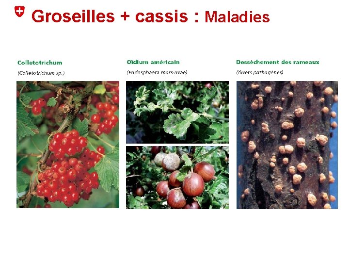 Groseilles + cassis : Maladies Un sujet = Une diapositive 