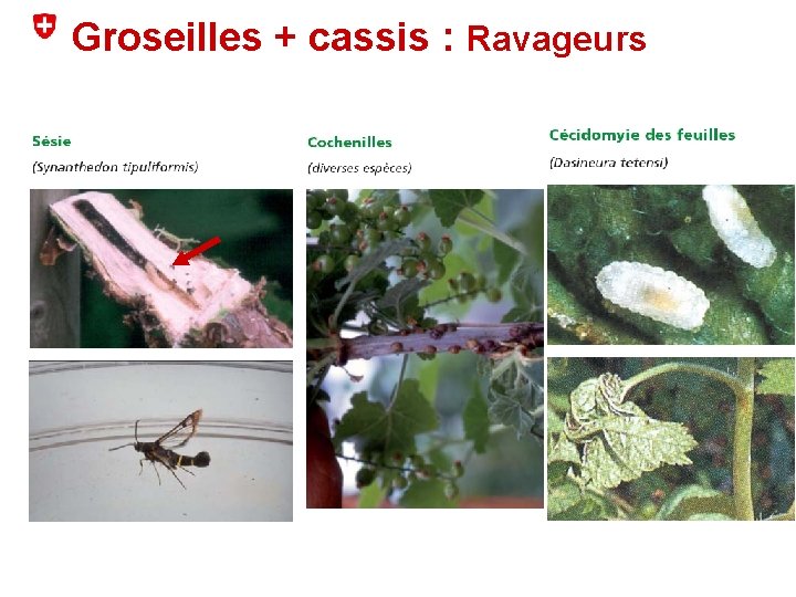 Groseilles + cassis : Ravageurs 
