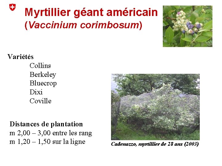 Myrtillier géant américain (Vaccinium corimbosum) Variétés Collins Berkeley Bluecrop Dixi Coville Distances de plantation