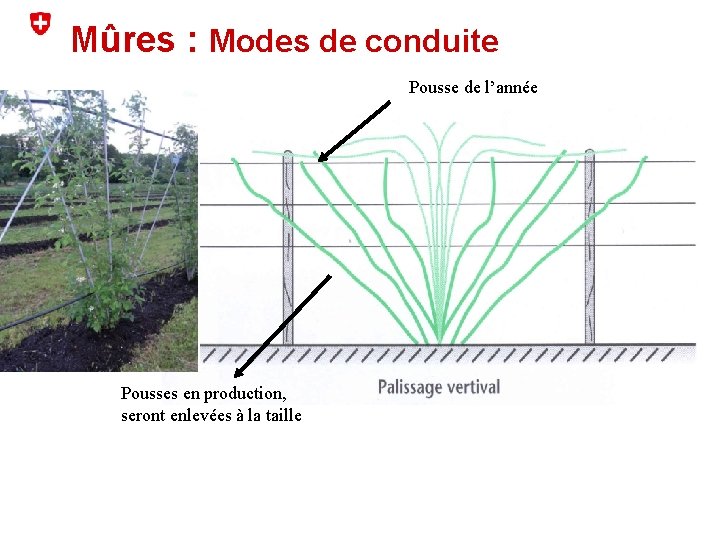 Mûres : Modes de conduite Pousse de l’année Pousses en production, seront enlevées à
