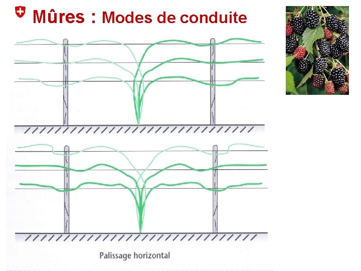Mûres : Modes de conduite 