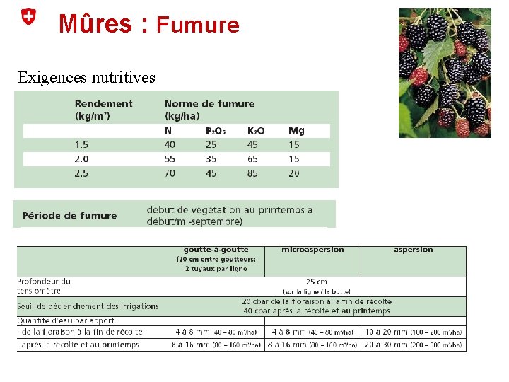 Mûres : Fumure Exigences nutritives 