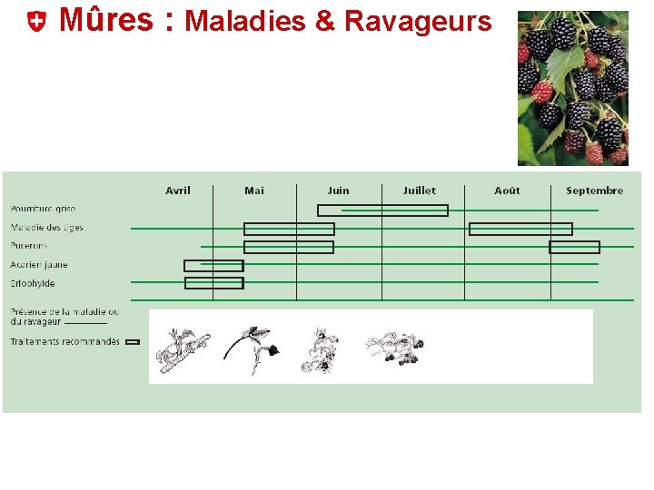 Mûres : Maladies & Ravageurs 