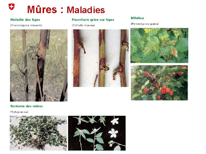 Mûres : Maladies 