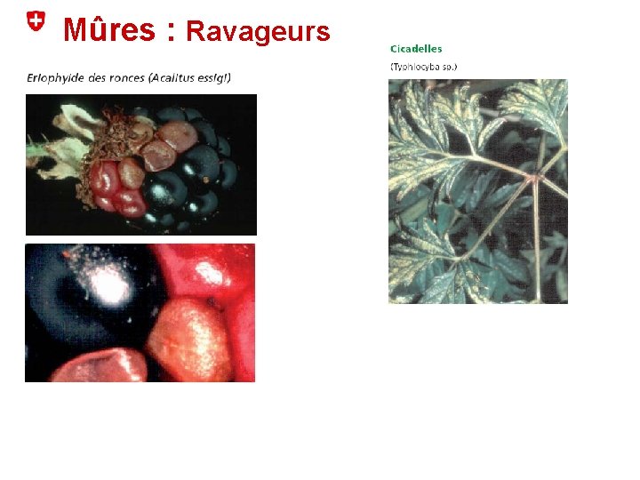 Mûres : Ravageurs 