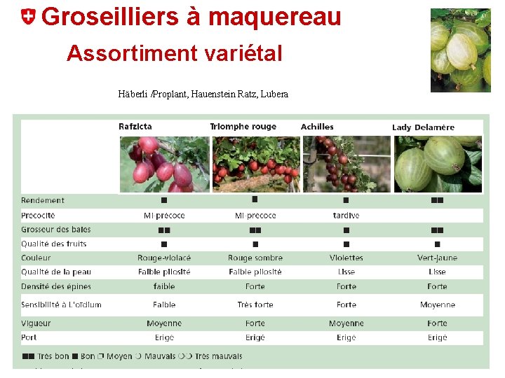 Groseilliers à maquereau Assortiment variétal Häberli /Proplant, Hauenstein Ratz, Lubera 