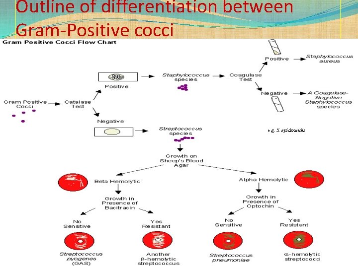 Outline of differentiation between Gram-Positive cocci e. g. S. epidermidis 