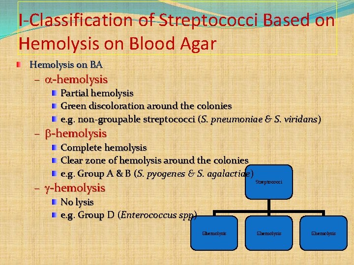 I-Classification of Streptococci Based on Hemolysis on Blood Agar Hemolysis on BA – -hemolysis